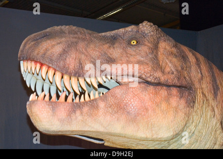 Europa, Italia, Lombardía, Cremona, exposición de reproducciones de dinosaurios, tyrannosaus Foto de stock