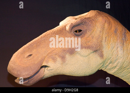 Europa, Italia, Lombardía, Cremona, exposición de reproducciones de dinosaurios, edmontosaurus Foto de stock