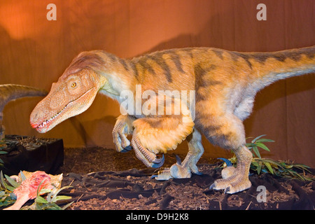 Europa, Italia, Lombardía, Cremona, exposición de reproducciones de dinosaurios, velociraptor Foto de stock