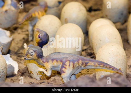 Europa, Italia, Lombardía, Cremona, exposición de reproducciones de dinosaurios, huevos de edmontosaus Foto de stock