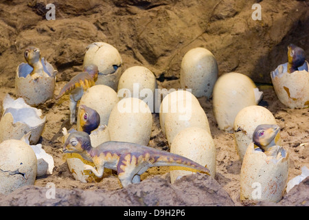 Europa, Italia, Lombardía, Cremona, exposición de reproducciones de dinosaurios, huevos de edmontosaus Foto de stock