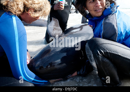 En 2009 pod falsas orcas vararon sí misteriosamente a lo largo de toda la costa sur de la península de Cape Town South Africa Foto de stock