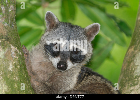 Comer centolla Raccooon (Procyon cancrivorus) en el Parque Nacional Manuel Antonio, Costa Rica Foto de stock