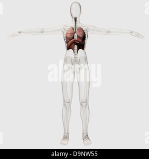 Vista frontal delantero esqueleto permanente del cuerpo humano Fotografía  de stock - Alamy