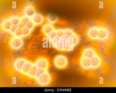 Vista microscópica de Staphylococcus aureus meticilino-resistente.