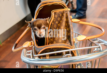 Un pequeño perro Chihuahua viajando en un diseñador de Louis