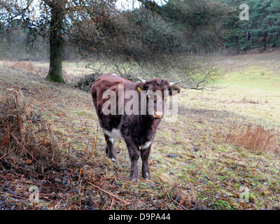 Una joven dócil toro marrón solos en un campo. Foto de stock