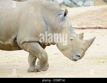 Perfil de rinoceronte corriendo rápidamente o carga