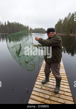 Anciano vaciando los peces pequeños de trampa de peces ( katiska ) volver al agua , Finlandia Foto de stock