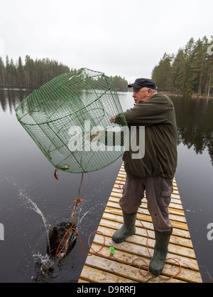 Hombre mayor liberando pescado pequeño de la trampa de pescado ( katiska ) de vuelta al agua , Finlandia Foto de stock