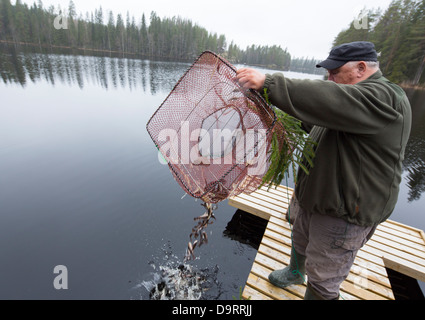 Anciano que libera pescado pequeño de una trampa de maceta ( rysä ) , Finlandia Foto de stock