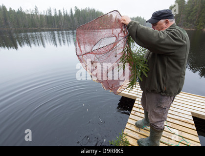 Anciano que libera pescado pequeño de una trampa de maceta ( rysä ) , Finlandia Foto de stock