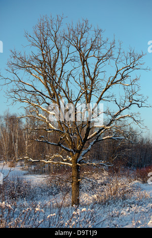 Bur Oak Tree en el norte de Wisconsin. Foto de stock