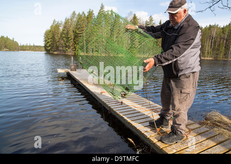 Anciano que libera pescado pequeño de una trampa de pescado ( katiska ) , Finlandia Foto de stock