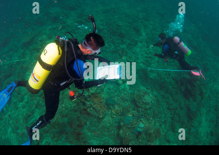 Pesca La realización de un análisis de la biodiversidad y manejo del arrecife, Brunei Foto de stock