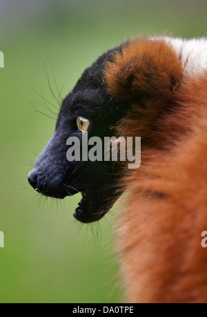 Rojo Ruffed Lemur (varecia variegata rubra) Foto de stock
