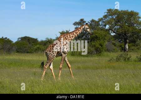 Jirafa (Giraffa camelopardalis), el Parque Nacional de Hwange, Zimbabwe, África austral