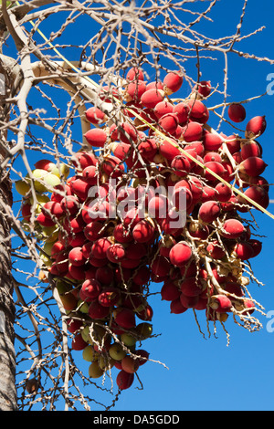 Los racimos de palma de aceite en el árbol, en México. Foto de stock