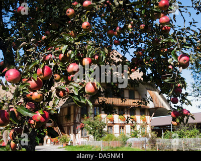 Apple, Apple tree, granja, árbol, cortijo, Emmental, cantón de Berna, Berna, frutas, huerto, Rüderswil, Suiza, Europa