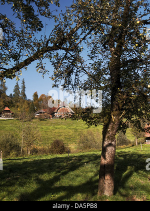 Apple tree, granja, granja, árbol, Emmental, casa, casa, corte, patio, Hofstett, cantón de Berna, Berna, árboles frutales, Suiza, EUR