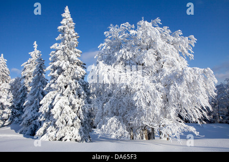 Árboles de invierno, invierno, cantón de Vaud, VD, la nieve, el árbol, los árboles, la madera, el bosque, Suiza, Europa, blanco, abetos, nieve Foto de stock
