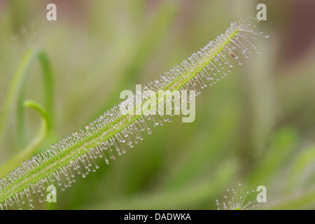 Drosera Capensis Albino. Cape sundew tentáculos pegajosos en hojas