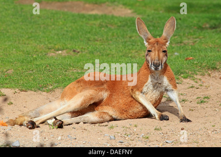 Canguro rojo, llanuras de Kangaroo, azul flier (Macropus rufus, Megaleia rufa), tumbado en la arena Foto de stock