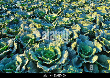 Savoy repollo (Brassica oleracea convar. var. capitata sabauda), col Savoy campo, Alemania Foto de stock