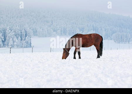 Einsiedler caballo, Franches Montagnes (Equus caballus przewalskii. f), marrón caballo buscando alimento en la nieve, Suiza Foto de stock