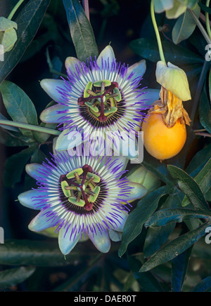 Blue Pasionaria (Passiflora caerulea), floers y frutas Foto de stock
