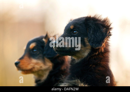 Perro de raza mixta (Canis lupus familiaris) f., dos cachorros de perro de raza, mezcla de viejo Ovejero Alemán y Teckel, Alemania