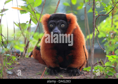 Rojo ruffed lemur (Varecia variegata rubra, Varecia rubra), sentado en el suelo el suelo Foto de stock