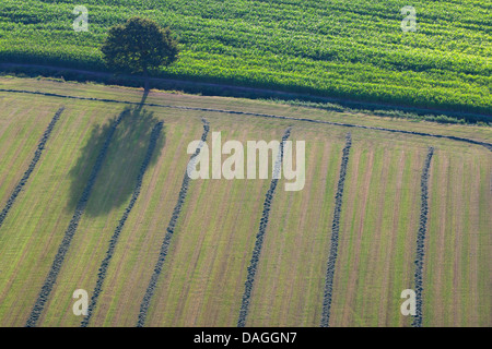 Zona agrícola con campos, praderas y único árbol desde el aire en primavera, Bélgica, Kempen Foto de stock