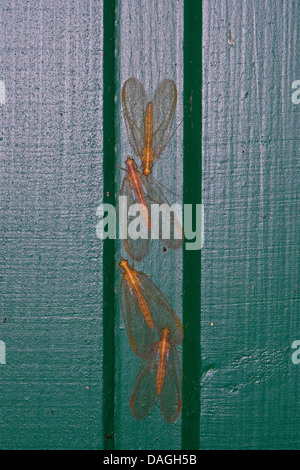Common Green crisopa (Chrysoperla carnea, Chrysopa carnea, Anisochrysa carnea), Hibernación en una casa, Alemania Foto de stock