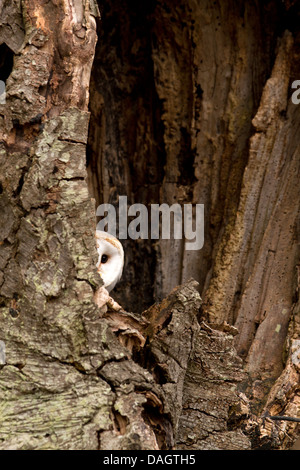 Lechuza, Tyto alba sentada en un árbol hueco