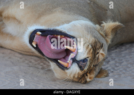 León (Panthera leo), retrato de una mujer tendida en la arena el bostezo, Sudáfrica, Parque Nacional Transfronterizo Kgalagadi Foto de stock