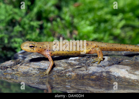 Eft, rojo, rojo-spotted newt eft, Notophthalmus viridescens newt (oriental), en una piedra Foto de stock