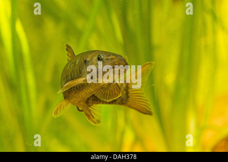 Doctor fish (Garra Rufa), nadar en frente de plantas de agua Foto de stock