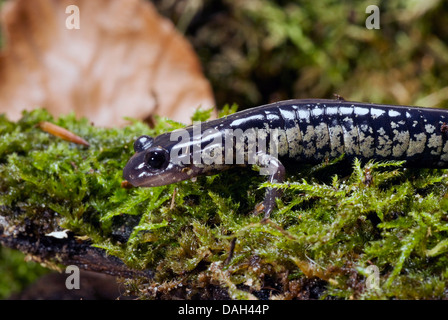 Slimy salamander, norte de viscosa (salamandra Plethodon glutinosus), Retrato
