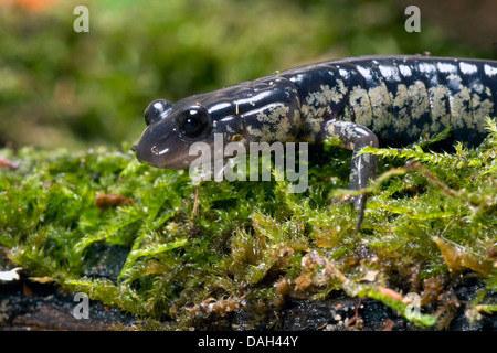 Slimy salamander, norte de viscosa (salamandra Plethodon glutinosus), Retrato