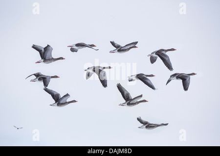 Graylag goose (Anser anser), pequeño grupo volando, Alemania, Baviera Foto de stock