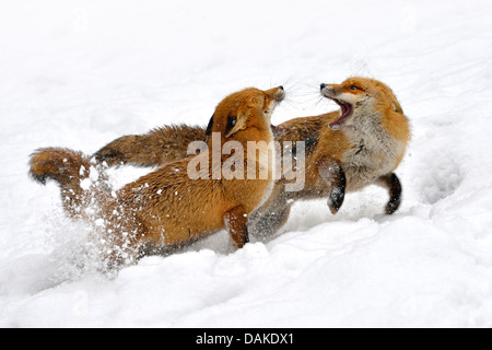 El zorro rojo (Vulpes vulpes), dos zorros luchando en la nieve, Alemania