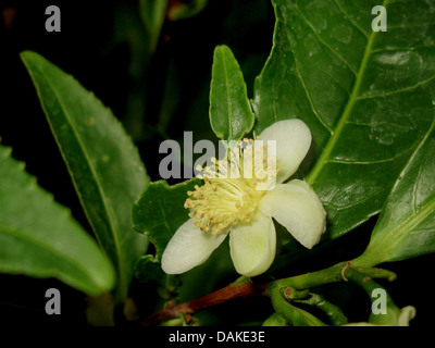 La planta de té (Camellia sinensis, Thea sinensis), flor de una planta de té Foto de stock