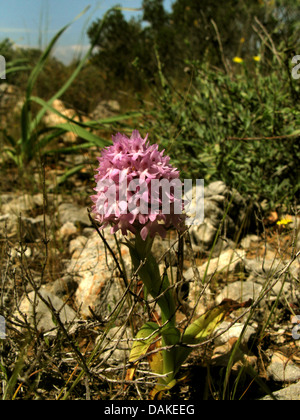 (Anacamptis pyramidalis orquídea piramidal, Orchis pyramidalis), floreciendo, Grecia, Peloponeso, Elafonisos Foto de stock