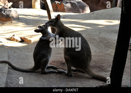 El canguro gris oriental (Macropus giganteus), madre con jóvenes, Australia Foto de stock