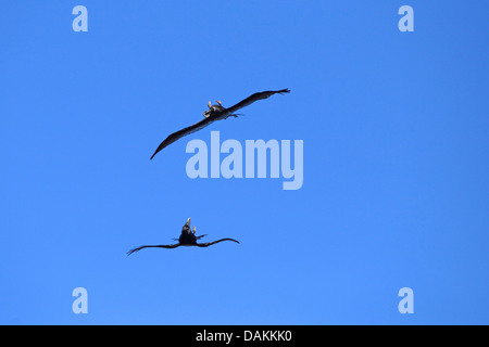 El cuervo común (Corvus corax), dos cuervos volando con la espalda hacia abajo, peleando por la comida, las Islas Canarias, La Palma Foto de stock