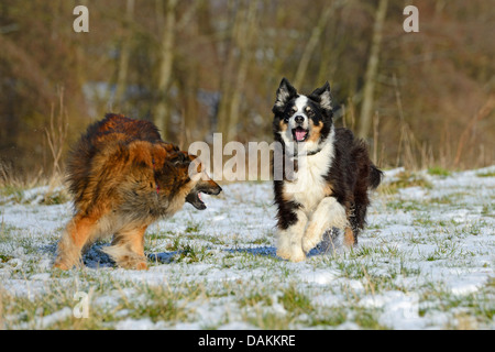 Pastor Australiano (Canis lupus familiaris) f., jugando en un prado cubierto de nieve con un Ovejero Shetland, Alemania