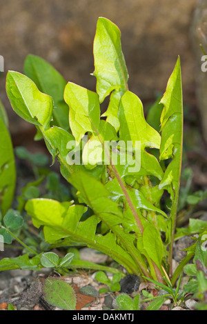 El diente de león común (Taraxacum officinale), frescas hojas jóvenes, Alemania Foto de stock