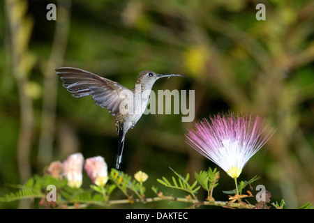 Gris-breasted (sabrewing Campylopterus largipennis), flotando en frente de una flor, Brasil Foto de stock
