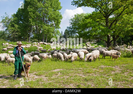 Oveja Merina (Ovis ammon f. aries), sheepherd tiende con un ovejero un rebaño de ovejas , Alemania Oveja Merina (Ovis ammon f. aries), sheepherd tiende con un ovejero un rebaño de ovejas , Alemania
